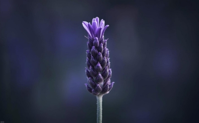 Lavender Essential Oil
